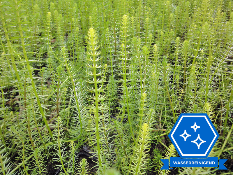 Hippuris vulgaris Tannenwedel